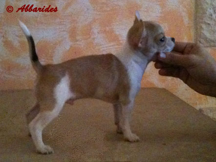 Publication : Abbarides