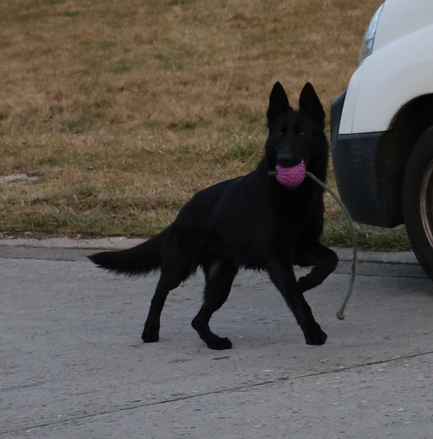 Vicky Du domaine saint loup