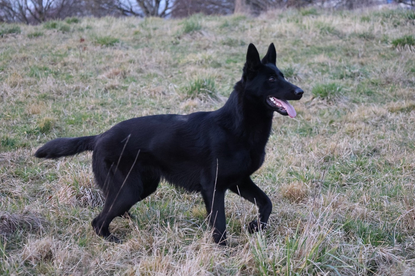 Vicky Du domaine saint loup