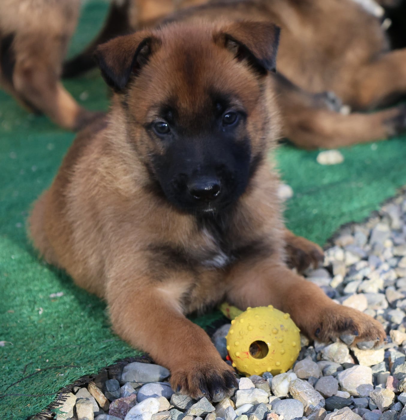 CHIOT 5 - Berger Belge