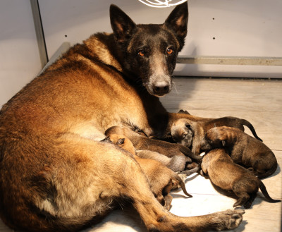 Les chiots de Berger Belge