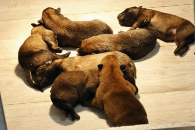 Les chiots de Berger Belge