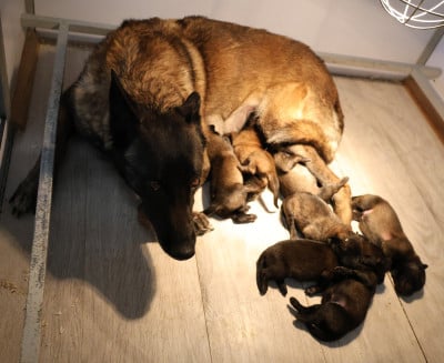 Les chiots de Berger Belge