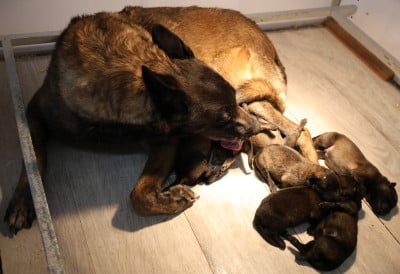 Les chiots de Berger Belge