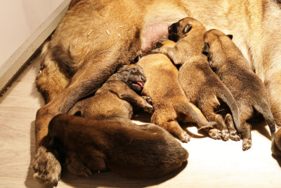 Les chiots de Berger Belge