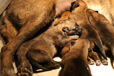 Les chiots de Berger Belge