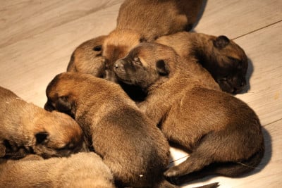 Les chiots de Berger Belge