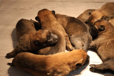 Les chiots de Berger Belge