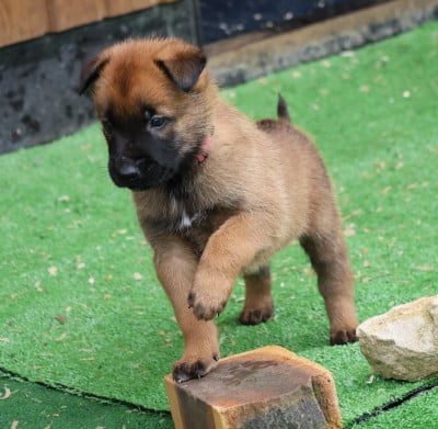 Les chiots de Berger Belge
