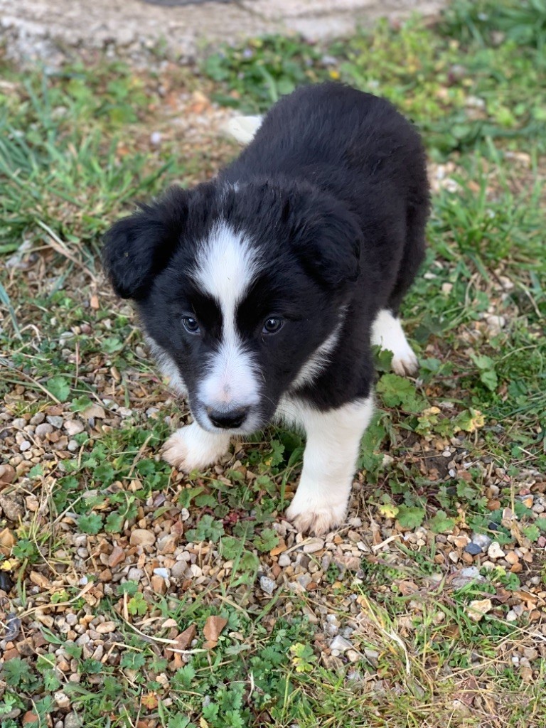 Chocolate Border collie puppy, age 7 weeks. - Stock Photo 