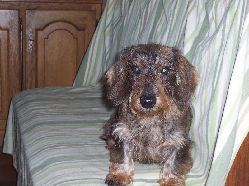 Publication : De vildina