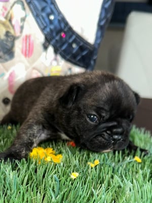 Les chiots de Bouledogue français
