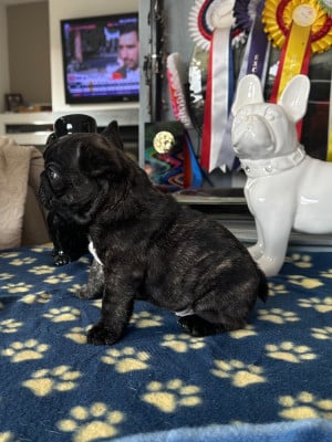 Les chiots de Bouledogue français