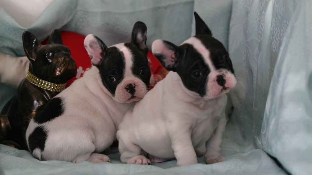 de l'Ecurie Royale - Bouledogue français - Portée née le 26/11/2019