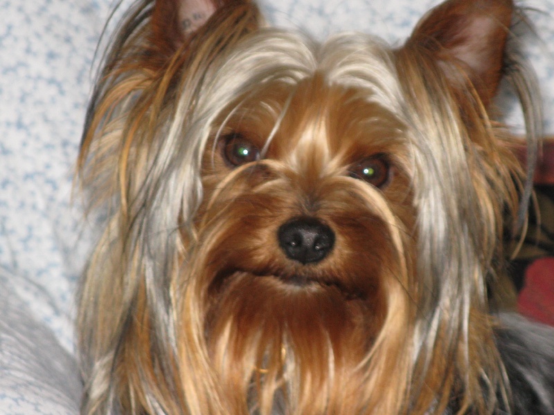 Publication : Du Val De Clavernau Auteur : Carole rouquier