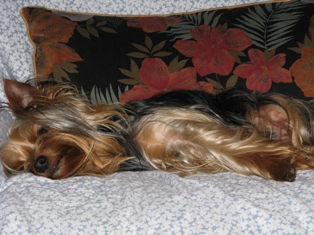 Publication : Du Val De Clavernau Auteur : Carole rouquier