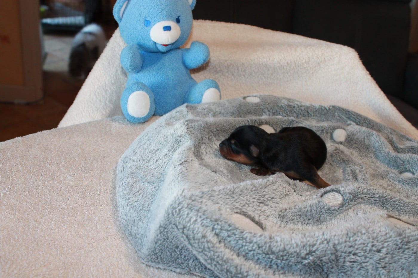 CHIOT 2 - Yorkshire Terrier