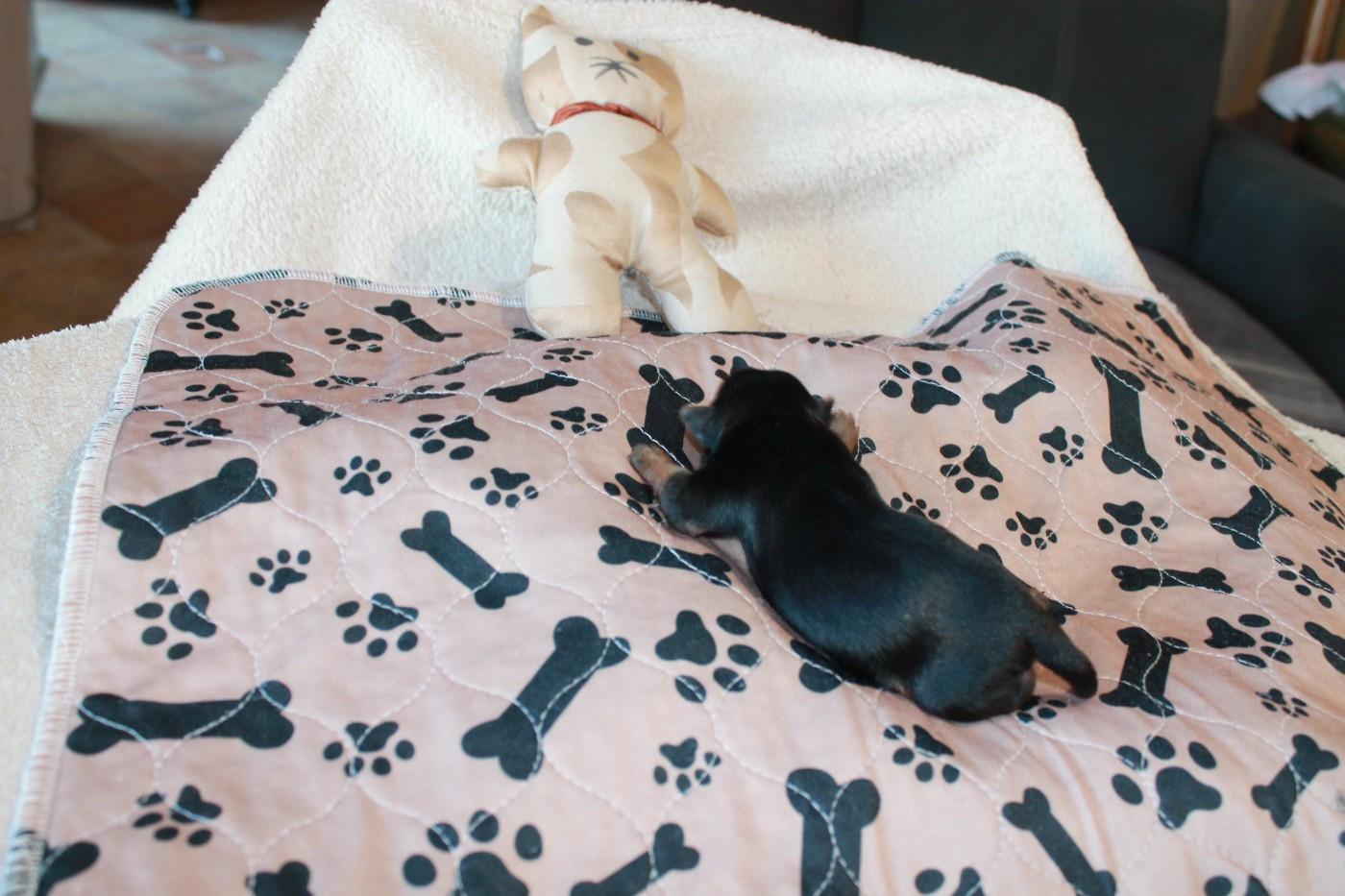 CHIOT 3 - Yorkshire Terrier