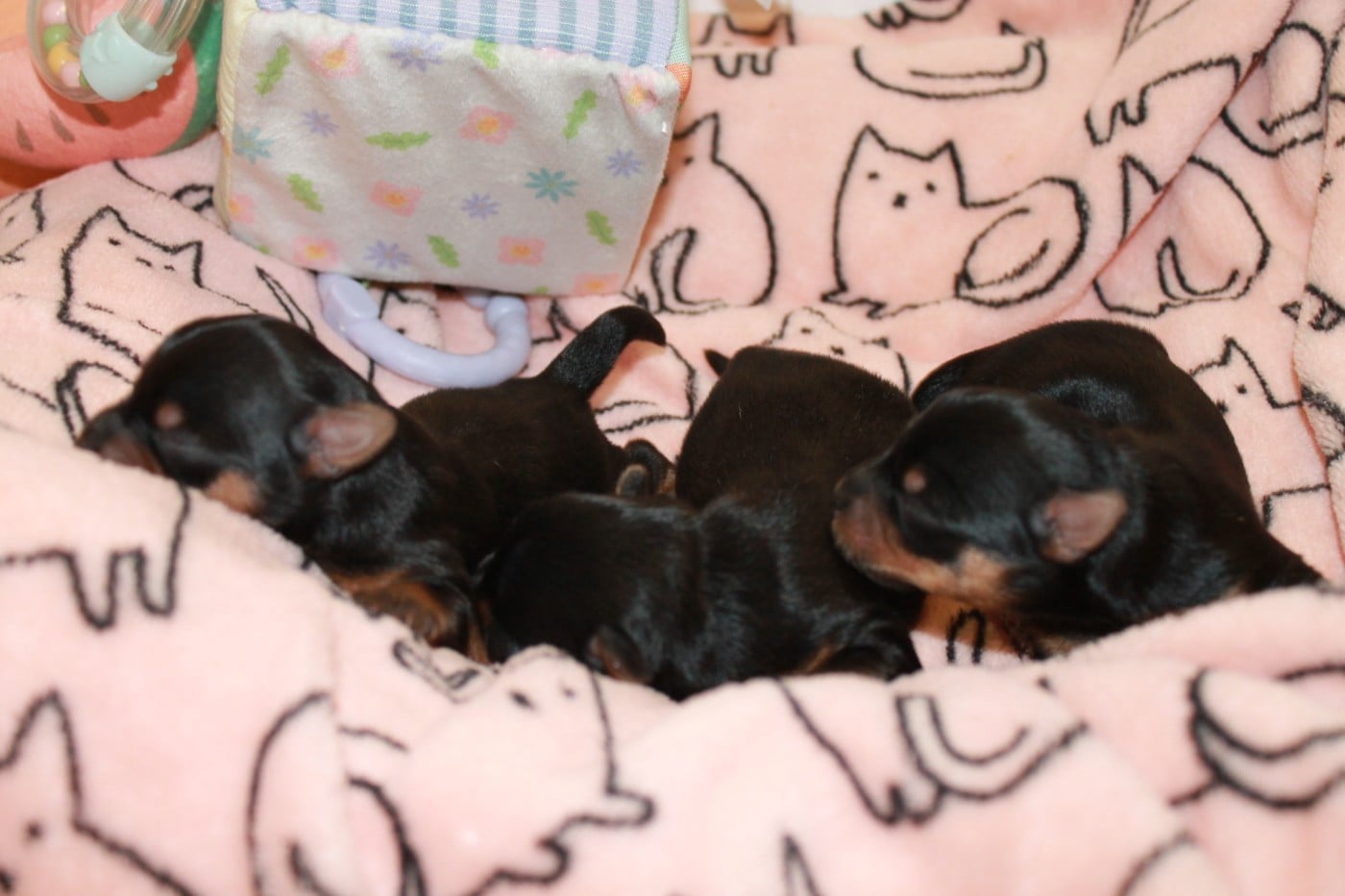 Chiot N°1 - Yorkshire Terrier