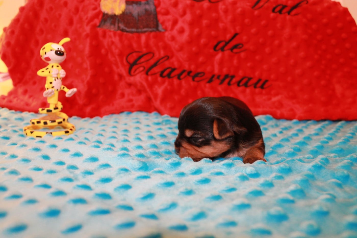 Chiot N°2