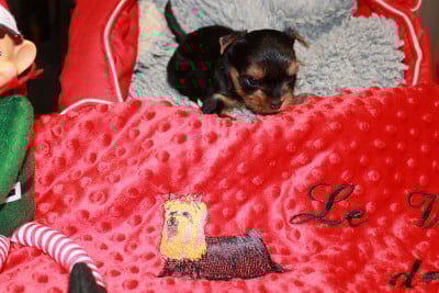 Les chiots de Yorkshire Terrier