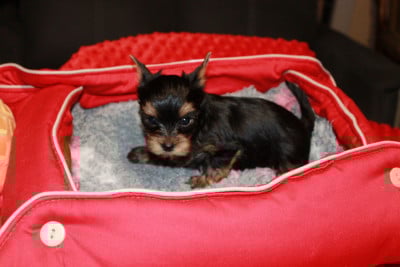 Les chiots de Yorkshire Terrier