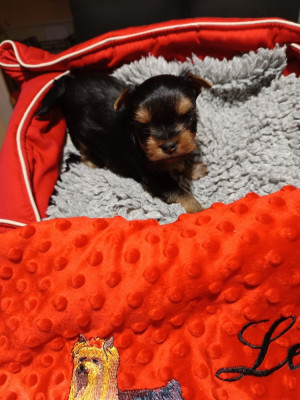 Les chiots de Yorkshire Terrier