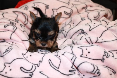 Les chiots de Yorkshire Terrier