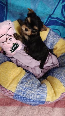 Les chiots de Yorkshire Terrier