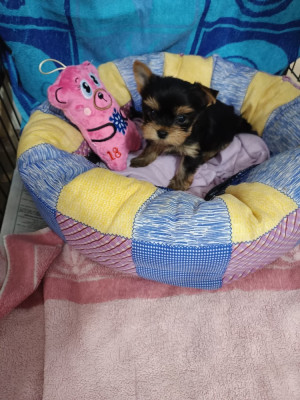 Les chiots de Yorkshire Terrier