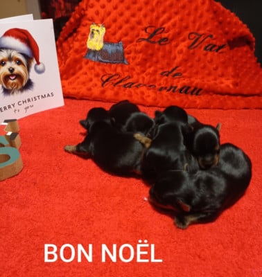 Les chiots de Yorkshire Terrier