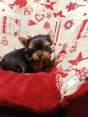 Les chiots de Yorkshire Terrier