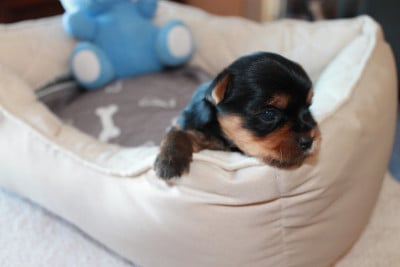 Les chiots de Yorkshire Terrier