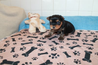 Les chiots de Yorkshire Terrier