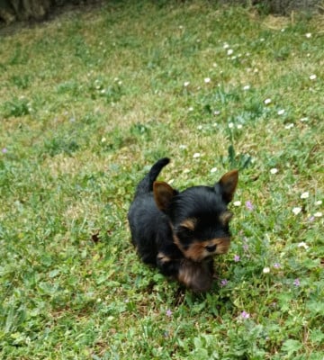 Les chiots de Yorkshire Terrier