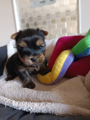 Les chiots de Yorkshire Terrier