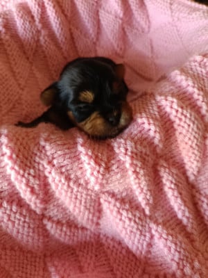 Les chiots de Yorkshire Terrier