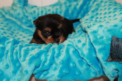 Les chiots de Yorkshire Terrier