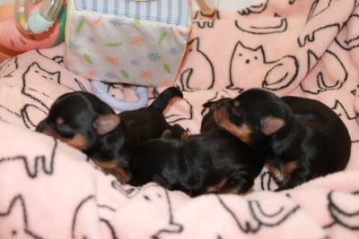 Les chiots de Yorkshire Terrier