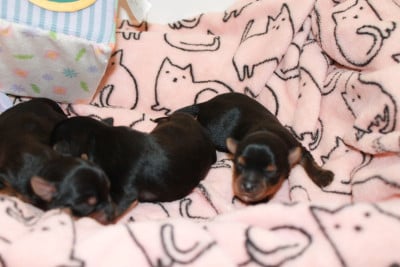 Les chiots de Yorkshire Terrier