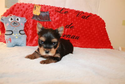 Les chiots de Yorkshire Terrier
