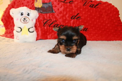 Les chiots de Yorkshire Terrier