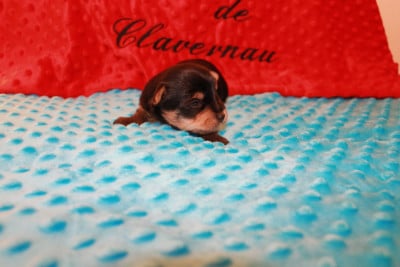 Les chiots de Yorkshire Terrier