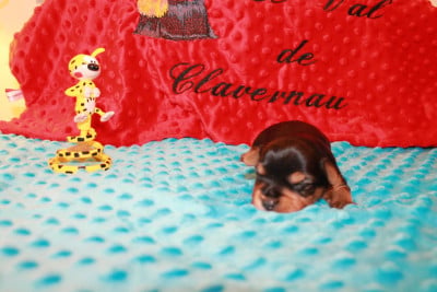 Les chiots de Yorkshire Terrier