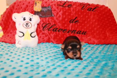 Les chiots de Yorkshire Terrier