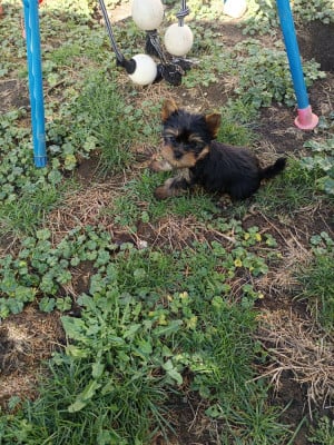 Les chiots de Yorkshire Terrier