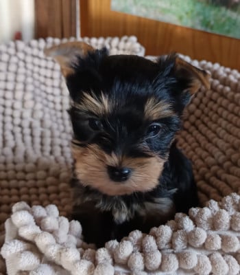 Les chiots de Yorkshire Terrier
