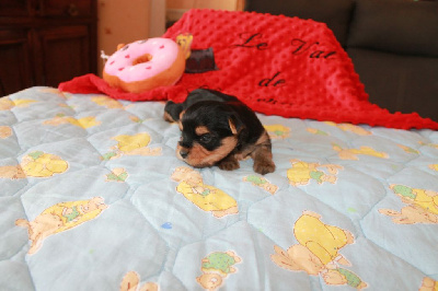 Les chiots de Yorkshire Terrier