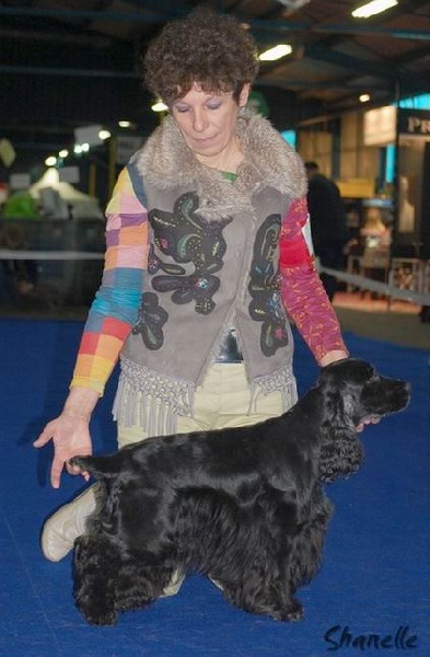 Diamant de la petite pinochere - CAC - Meilleur Mâle