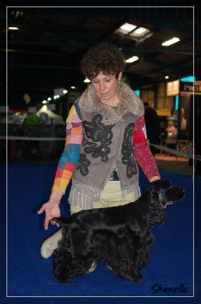 Diamant de la petite pinochere - CAC-CACIB Meilleur Cocker Anglais 2e du 8e Groupe